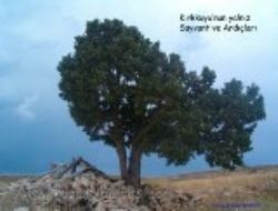 Sayvantm-iir